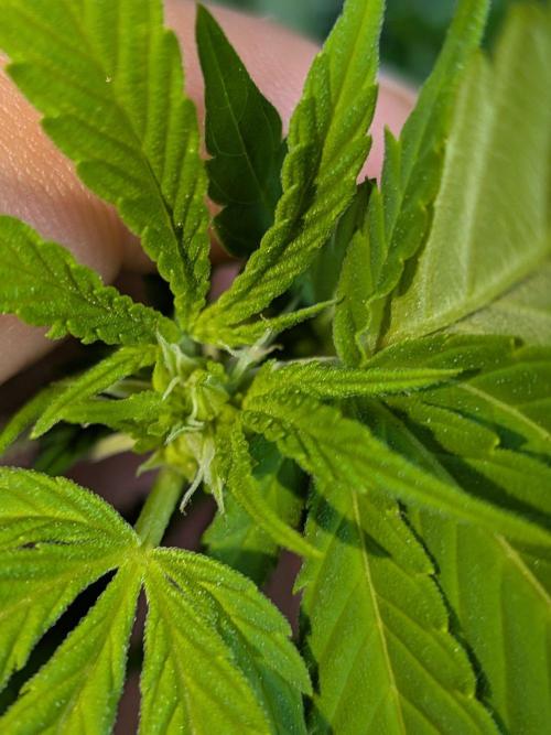 Khalifa Kush | outdoor 2026. Week 25