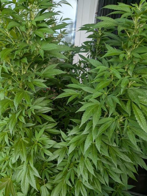 Khalifa Kush | outdoor 2026. Week 25