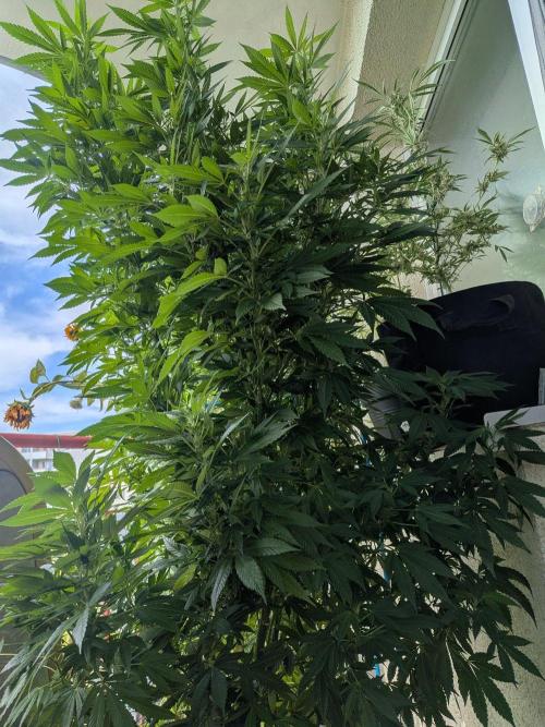 Khalifa Kush | outdoor 2026. Week 25