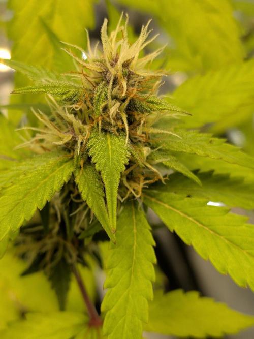 Dark Lemonade 🍋 Auto. Week 8