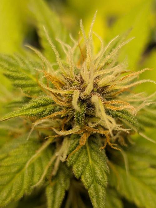 Dark Lemonade 🍋 Auto. Week 8
