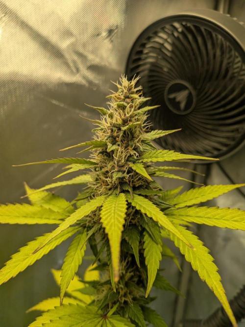 Dark Lemonade 🍋 Auto. Week 8