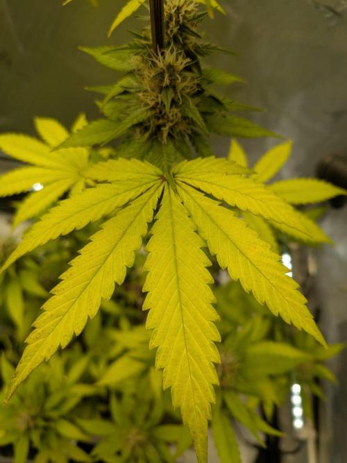 Dark Lemonade 🍋 Auto. Week 8