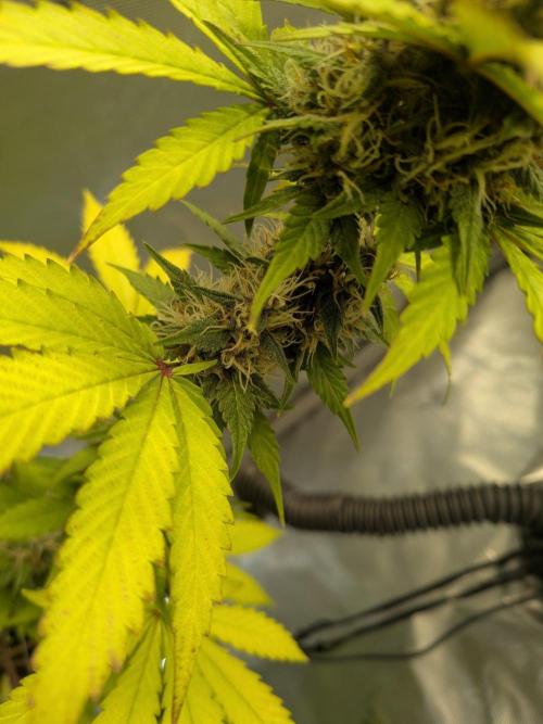 Dark Lemonade 🍋 Auto. Week 8