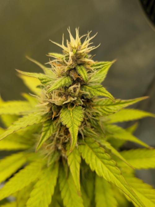 Dark Lemonade Auto. Week 8