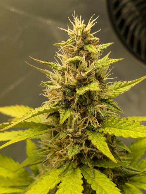 Dark Lemonade 🍋 Auto. Week 8