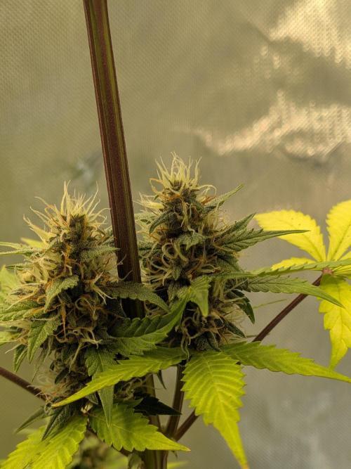 Dark Lemonade 🍋 Auto. Week 8