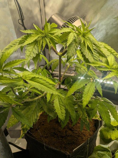 Pink Guava F1. Week 8