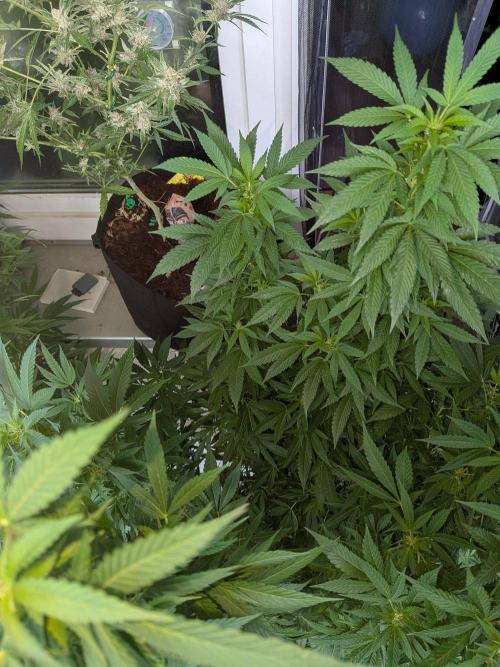 Khalifa Kush | outdoor 2026. Week 26