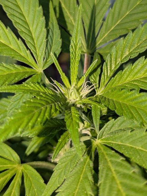 Khalifa Kush | outdoor 2026. Week 26
