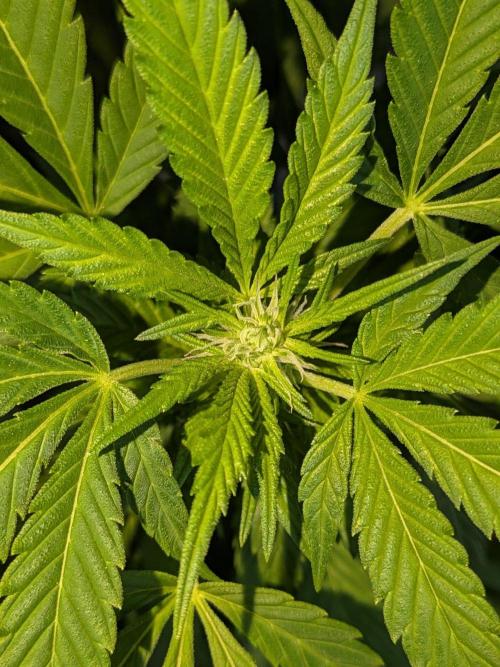 Khalifa Kush | outdoor 2026. Week 26