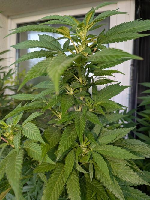 Khalifa Kush | outdoor 2026. Week 26