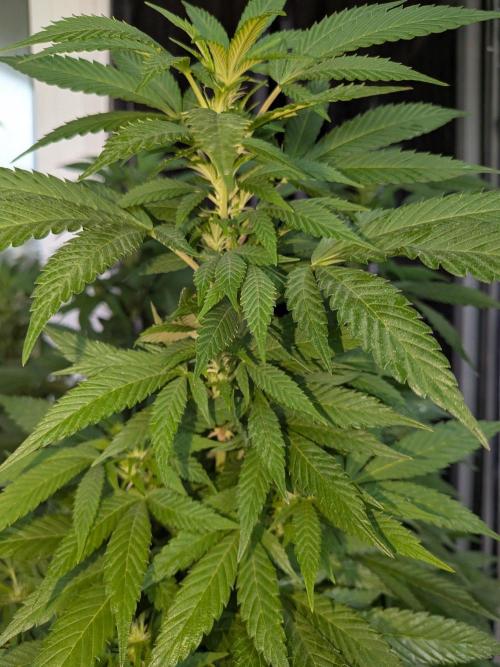 Khalifa Kush | outdoor 2026. Week 26