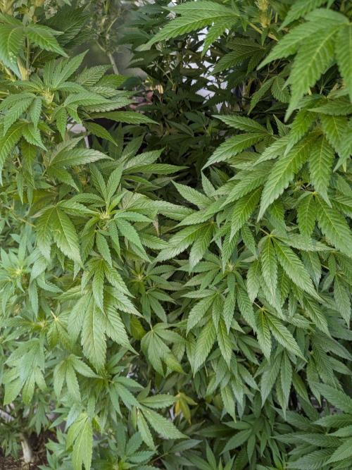 Khalifa Kush | outdoor 2026. Week 26