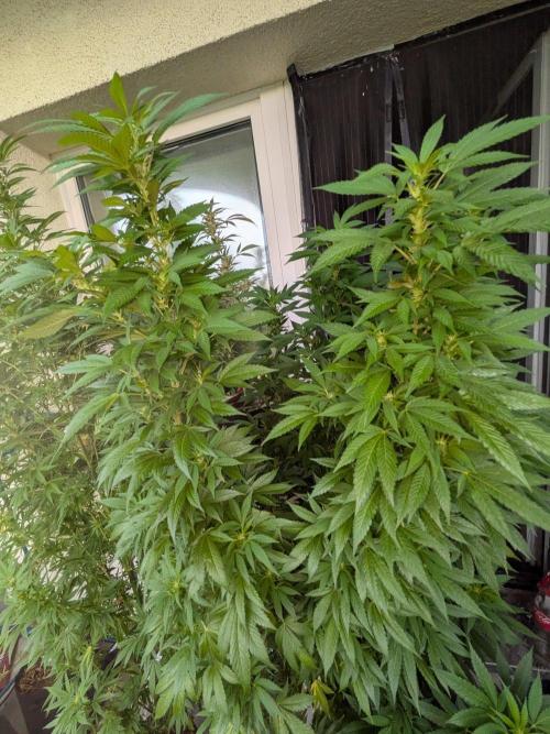 Khalifa Kush | outdoor 2026. Week 26