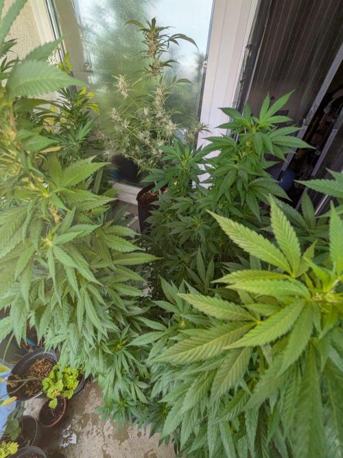 Khalifa Kush | outdoor 2026. Week 26