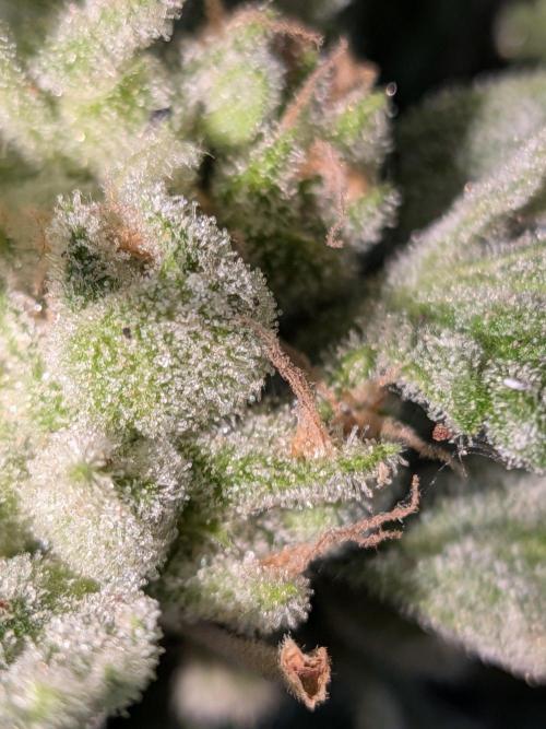 Strawberry Banana 🍌 Sun-Smash. Week 19