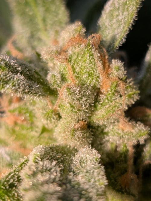 Strawberry Banana 🍌 Sun-Smash. Week 19