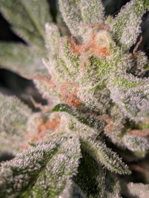 Strawberry Banana 🍌 Sun-Smash. Week 19