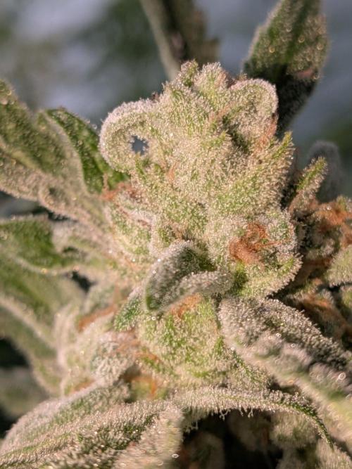 Strawberry Banana 🍌 Sun-Smash. Week 19
