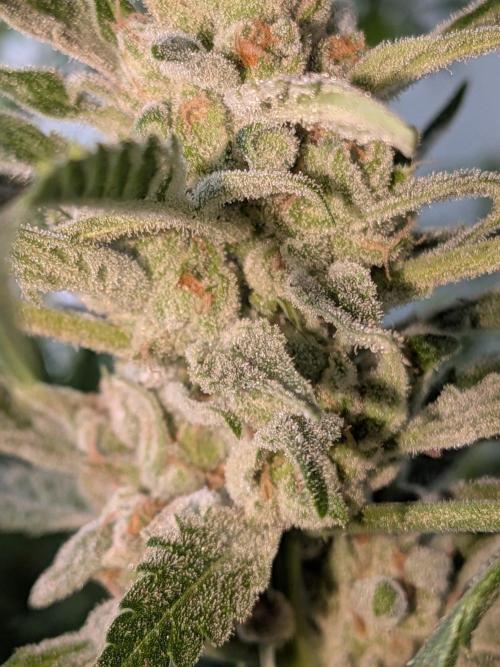 Strawberry Banana 🍌 Sun-Smash. Week 19
