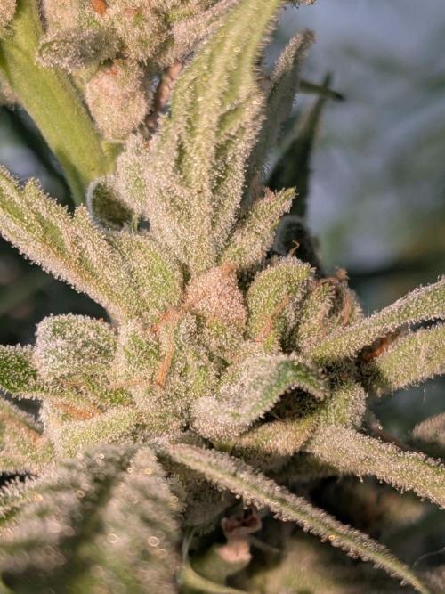 Strawberry Banana 🍌 Sun-Smash. Week 19