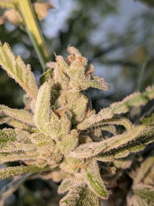 Strawberry Banana 🍌 Sun-Smash. Week 19