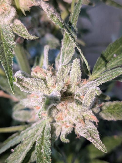 Strawberry Banana 🍌 Sun-Smash. Week 19