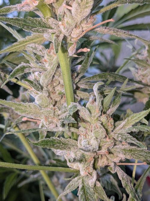 Strawberry Banana 🍌 Sun-Smash. Week 19