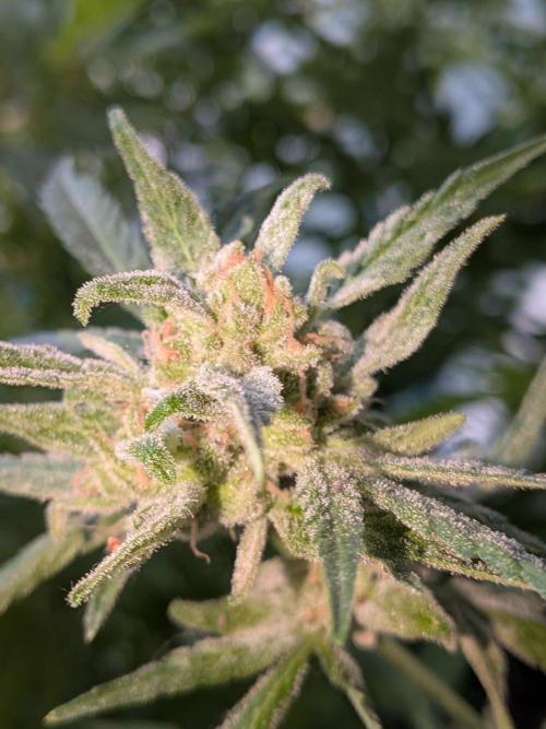 Strawberry Banana 🍌 Sun-Smash. Week 19