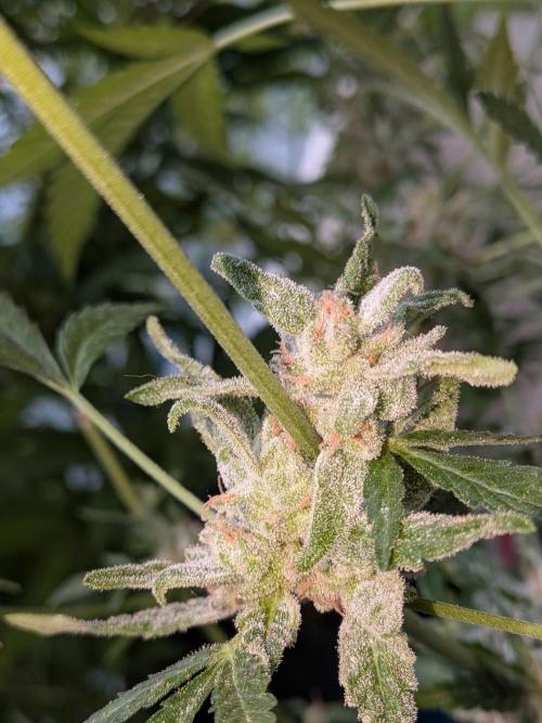 Strawberry Banana 🍌 Sun-Smash. Week 19