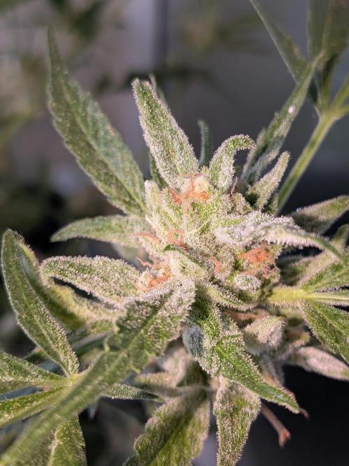 Strawberry Banana 🍌 Sun-Smash. Week 19
