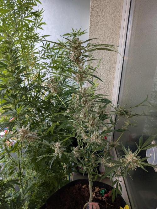Strawberry Banana 🍌 Sun-Smash. Week 19