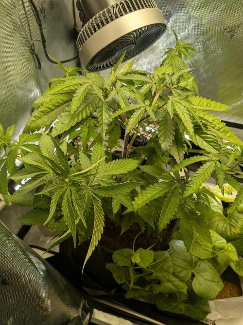 Pink Guava F1. Week 9
