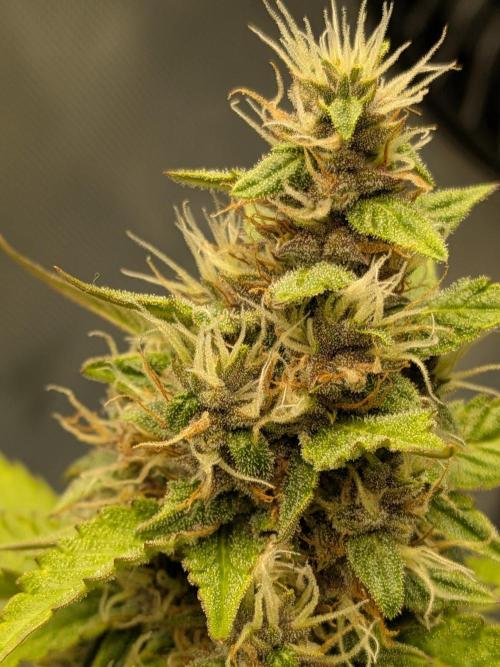Dark Lemonade 🍋 Auto. Week 9