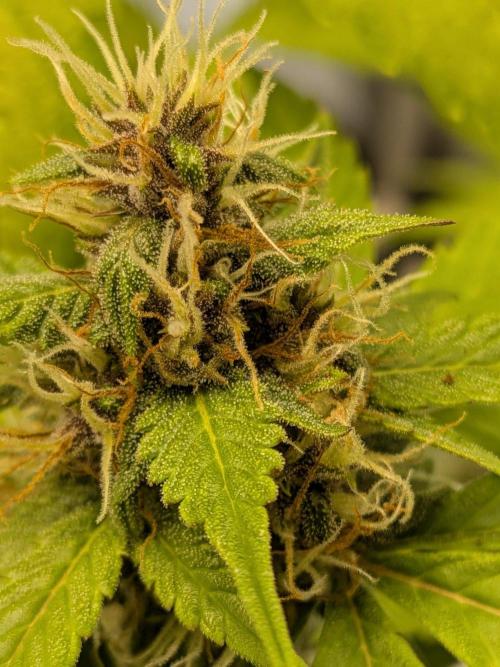 Dark Lemonade 🍋 Auto. Week 9