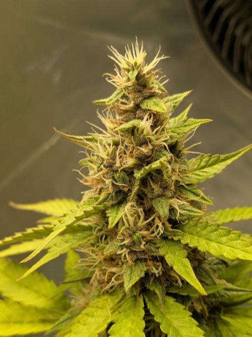 Dark Lemonade 🍋 Auto. Week 9