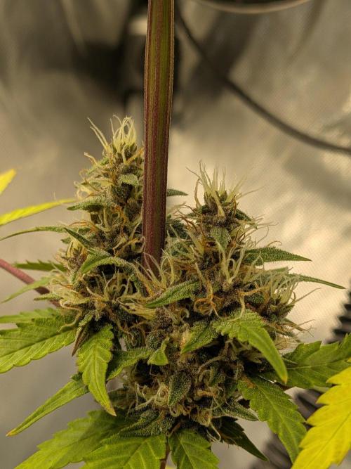 Dark Lemonade 🍋 Auto. Week 9