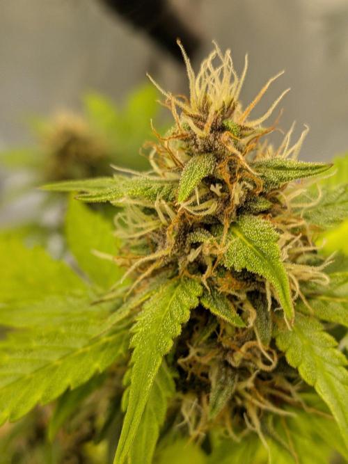 Dark Lemonade 🍋 Auto. Week 9