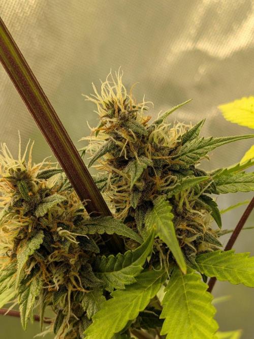 Dark Lemonade 🍋 Auto. Week 9