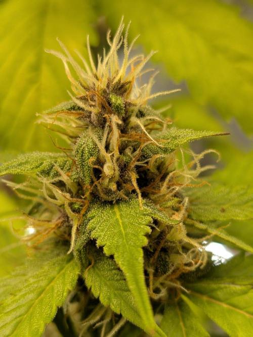 Dark Lemonade 🍋 Auto. Week 9