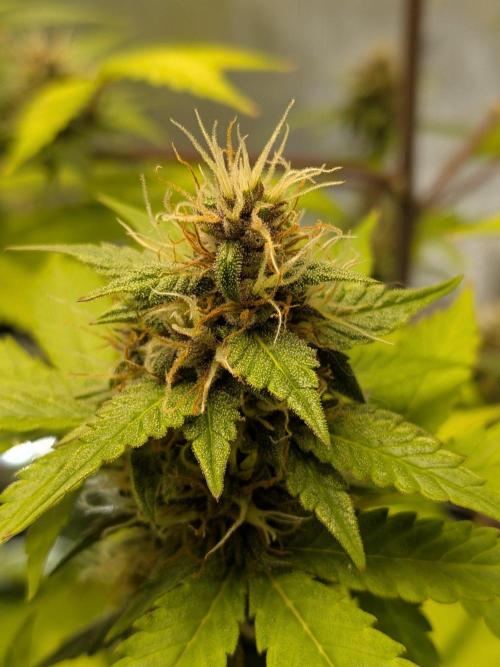 Dark Lemonade 🍋 Auto. Week 9