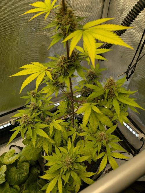 Dark Lemonade 🍋 Auto. Week 9