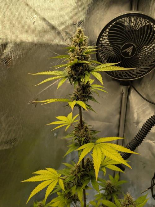 Dark Lemonade 🍋 Auto. Week 9