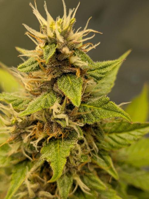 Dark Lemonade 🍋 Auto. Week 9