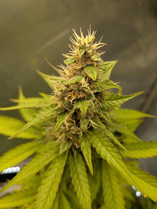 Dark Lemonade 🍋 Auto. Week 9