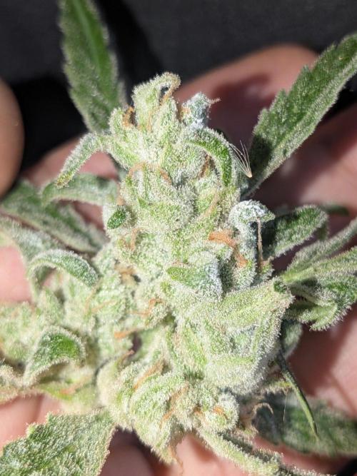 Strawberry Banana 🍌 Sun-Smash. Week 19