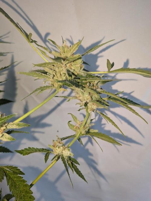 Strawberry Banana 🍌 Sun-Smash. Week 19