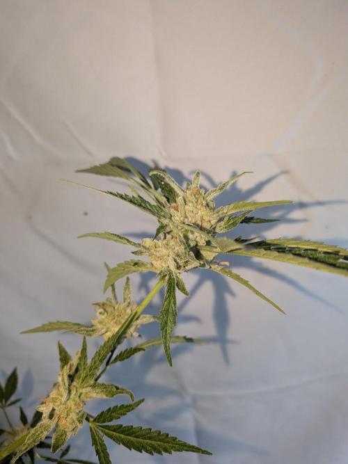 Strawberry Banana 🍌 Sun-Smash. Week 19