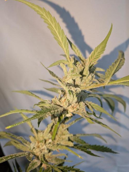 Strawberry Banana 🍌 Sun-Smash. Week 19